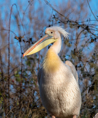 Beautiful Pink Pelican (Pelecanus onocrotalus) . Rare bird species