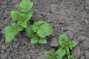 Field, farm, village. Potatoes. Solanum tuberosum. Colorado beetles, Leptinotarsa decemlineata