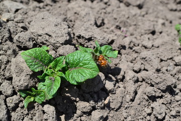 Field, farm. Natural. Potatoes. Solanum tuberosum. Colorado beetles, Leptinotarsa decemlineata
