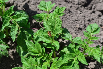 Fototapeta premium Field, farm. Potatoes. Solanum tuberosum. Colorado beetles, Leptinotarsa decemlineata