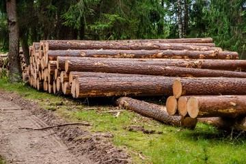 Sawn pine trunks lie on the grass