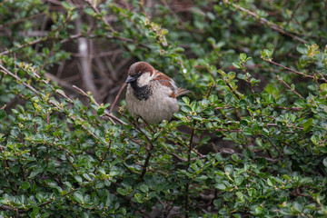 House Sparrow (Passer domesticus ) in natural background