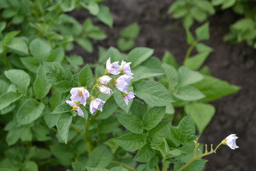 Field. Potatoes. Solanum tuberosum. Colorado beetles, Leptinotarsa decemlineata. White flowers potato