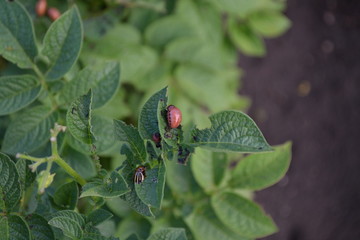 Perennial. Solanum tuberosum. Colorado beetles, Leptinotarsa decemlineata
