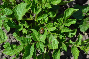 Perennial plants. Solanum tuberosum. Field. Potatoes. Colorado beetles, Leptinotarsa decemlineata