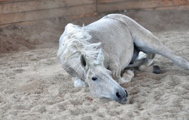 The grey horse lies on the white sand
