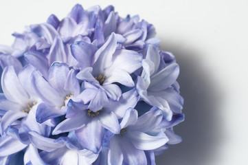 hyacinth on blue background