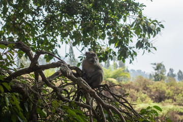 monkey lives in a natural forest conservation in Indonesia