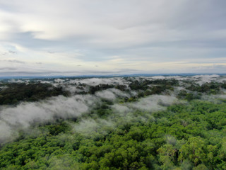 Aerial view foggy and misty morning green landscape of tropical mangroves and Borneo Rain Forest in Sabah Borneo, Malaysia. Sustainable and biodiversity mangrove forest reserve.