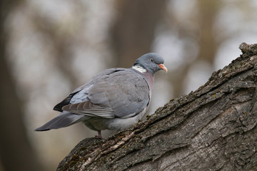 Common Wood Pigeon(Columba palumbus) on tree branch