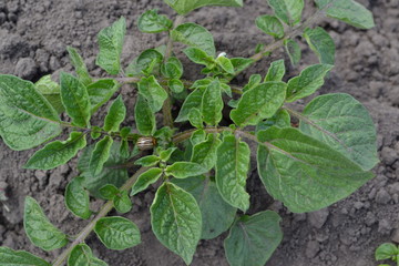 Potatoes. Type of perennial tuberiferous herbaceous plants of the genus Solanum. Solanum tuberosum. Field, farm, village, cultivated. Colorado beetles, Leptinotarsa decemlineata
