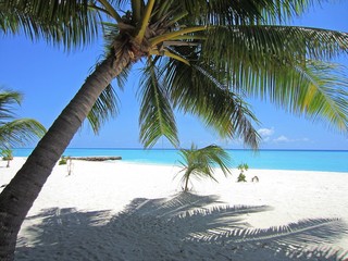 blue sky, turquoise sea and palm trees for the typical Maldivian landscape