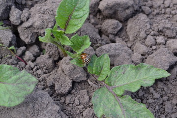 Potatoes. Type of perennial tuberiferous herbaceous plants of the genus Solanum. Solanum tuberosum. Field. Colorado beetles, Leptinotarsa decemlineata
