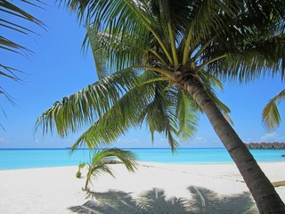Fototapeta na wymiar blue sky, turquoise sea and palm trees for the typical Maldivian landscape