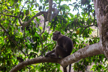 monkey lives in a natural forest conservation in Indonesia