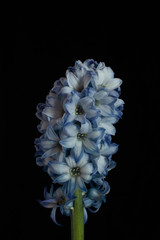 bouquet of flowers on black background