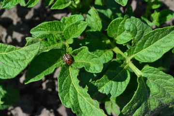 Solanum tuberosum. Colorado beetles, Leptinotarsa decemlineata. Field. Natural homemade products. Potatoes