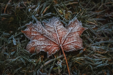 Blatt mit Raureif auf der Wiese