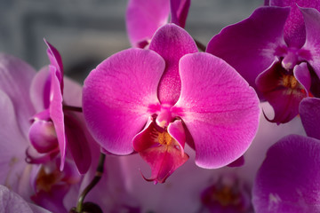 pink orchid on grey background
