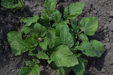 Solanum tuberosum. Potatoes. Colorado beetles, Leptinotarsa decemlineata