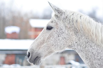 Fototapeta premium Portrait of a horse on a frosty day