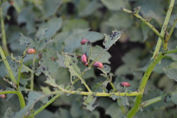 Sunny summer day. Potatoes in the garden. Type of perennial tuberiferous herbaceous plants of the genus Solanum. Solanum tuberosum. Colorado beetles, Leptinotarsa decemlineata