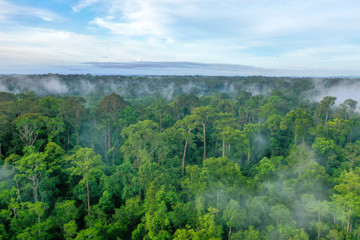 Obraz premium Aerial view foggy and misty morning green landscape of tropical mangroves and Borneo Rain Forest in Sabah Borneo, Malaysia. Sustainable and biodiversity mangrove forest reserve.