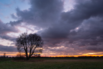 Naklejka premium Tree without leaves on the meadow and clouds on the sky after sunset