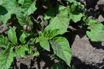 Type of perennial tuberiferous herbaceous plants of the genus Solanum. Solanum tuberosum. Field, farm, village, cultivated plants. Natural homemade products. Potatoes