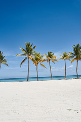 palm tree on the beach