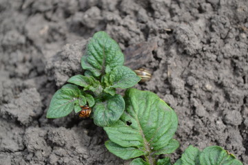 Tasty and healthy. Solanum tuberosum. Colorado beetles, Leptinotarsa decemlineata