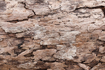 Closeup on bark of an tree trunk found in the brazilian Amazon region
