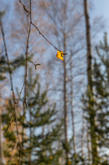 Last yellow leaf on the branch in autumn