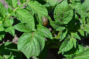 Natural homemade products. Field, farm, village, cultivated plants. Potatoes. Perennial. Solanum tuberosum. Colorado beetles, Leptinotarsa decemlineata