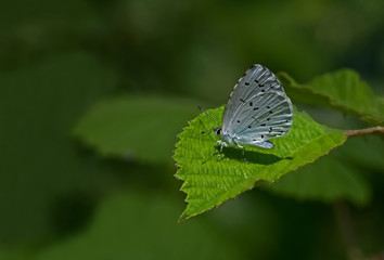Sacred blue butterfly; Celastrina argiolus