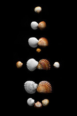 Family evolution shown by sea shells on black background. From single person to the family with children.