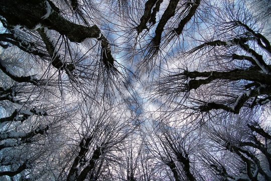Amazing linden park in Katvari manor house garden during winter, tree branches on a sky background, fish eye effect