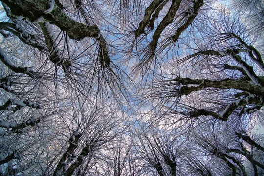 Amazing linden park in Katvari manor house garden during winter, tree branches on a sky background, fish eye effect