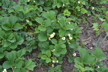 Sunny. Homemade plant, gardening. Green bushes, beautiful leaves. White strawberry flowers. Fragaria viridis, Fragaria ananassa