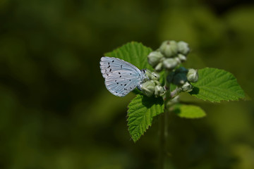 Sacred blue butterfly; Celastrina argiolus