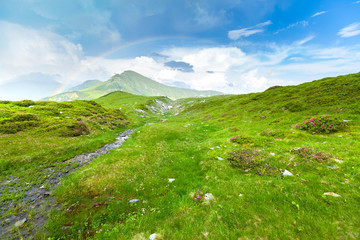 Fototapeta na wymiar Alpine meadow in beautiful Rodna mountains in Romania