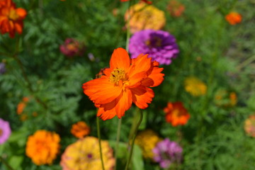 Homemade plant, gardening. Cosmos, a genus of annual and perennial herbaceous plants of the family Asteraceae. Flower bed, beautiful. Orange flowers