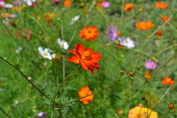 Obraz na płótnie Canvas Homemade plant, gardening. Cosmos, a genus of annual and perennial herbaceous plants of the family Asteraceae. Flower bed. Orange flowers