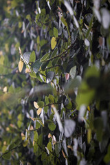 Vines on the wall