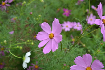 Homemade. Cosmos, a genus perennial herbaceous plants. Pink flowers
