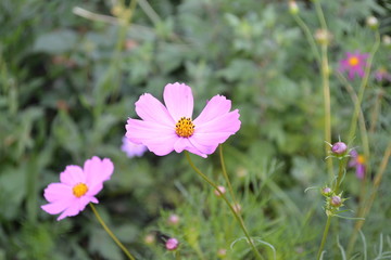 Sunny day. Cosmos, a genus of annual and perennial herbaceous plants of the family Asteraceae. Flower bed, beautiful gentle plants. Pink flowers