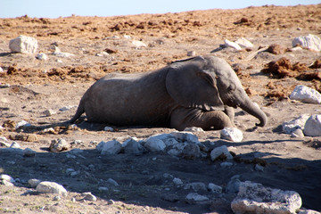 Fototapeta premium Wilder Elefant in der Savanne von Namibia Afrika