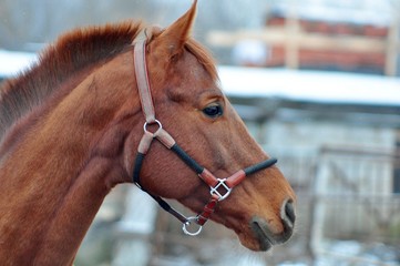 Red stallion in a brown leather halter