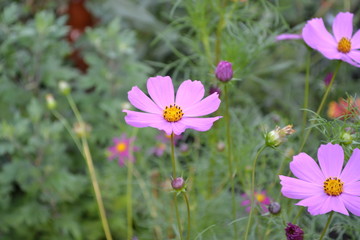 Sunny day. Homemade plant. Cosmos, a genus of annual and perennial herbaceous plants of the family Asteraceae. Flower bed, beautiful gentle plants. Pink flowers