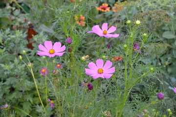 Sunny day. Homemade. Cosmos, a genus of annual and perennial herbaceous plants of the family Asteraceae. Flower bed, beautiful gentle plants. Pink flowers